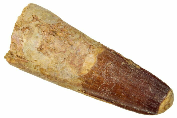 Fossil Spinosaurus Tooth - Real Dinosaur Tooth #329522